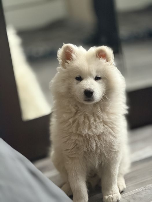 куче самоед на 2 месеца