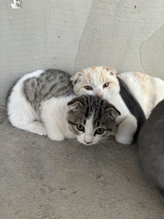 Продаю вислоухих котят