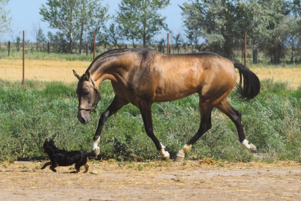 Ахалтекинские лошади