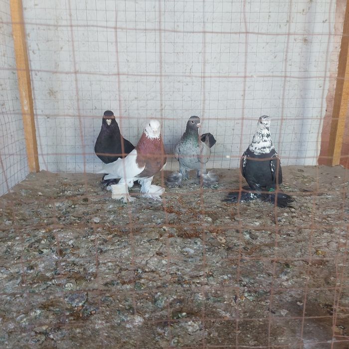 Капкан Челкар Жук  Соч