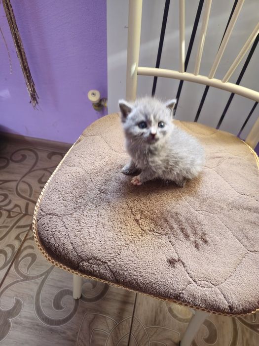 Отдам котёнка  девочка.