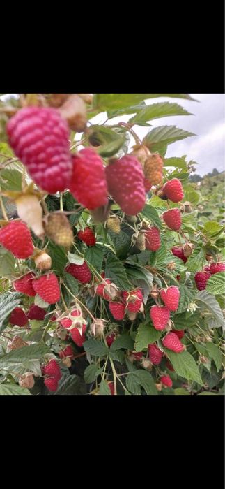 Butasi zmeura si coacaze negre si rosi