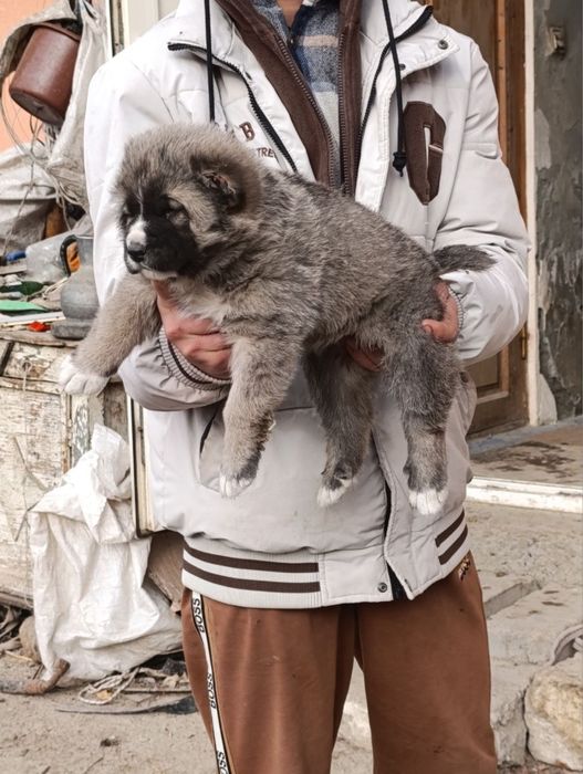 Alabay 28 kunlik qiz