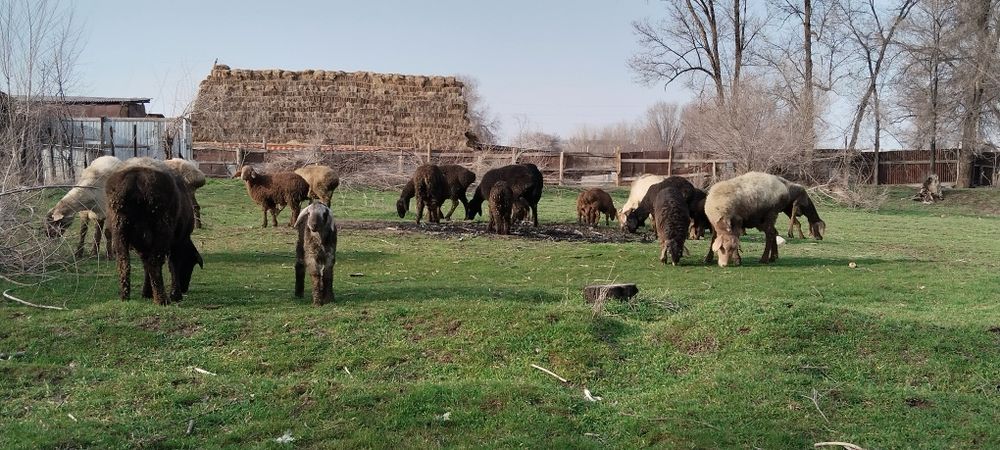 Қозды қойлар, тоқтылар сатылады.
Бағасы 100-200мың