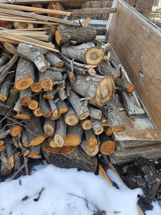 Дерево пень орех