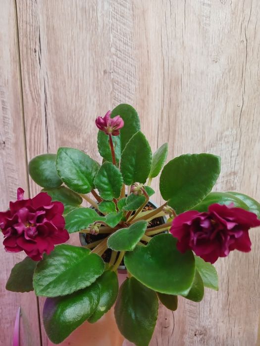 Цветущие фиалки  3000тг