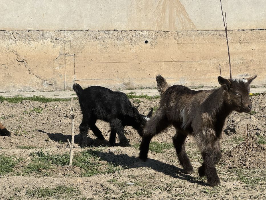 Орыс ешкі еркек лактар сатылады.