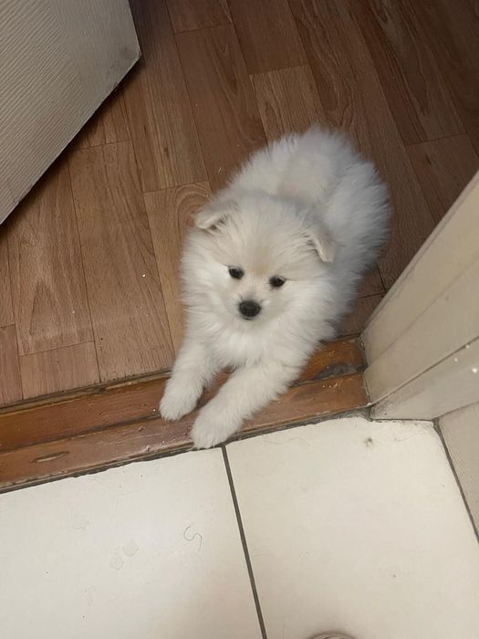 Продам Щенков Немецкого Шпица