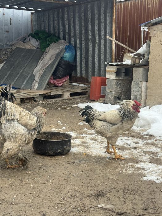 Брама гигант  қораз