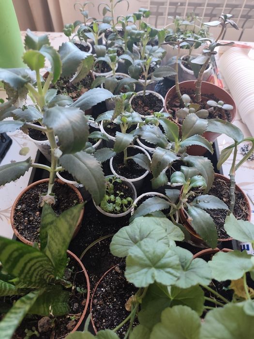 Продам комнатные цветы