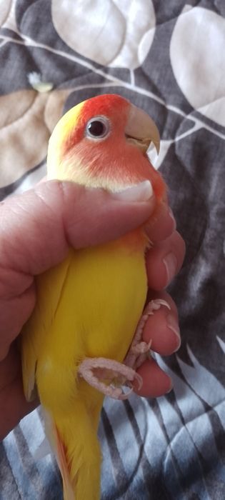 Попугаи неразлучники