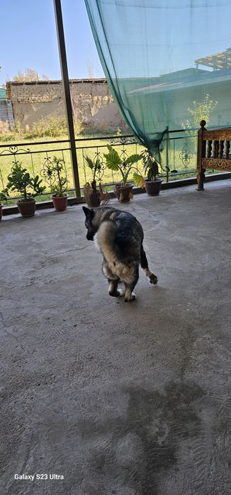 Американская акита