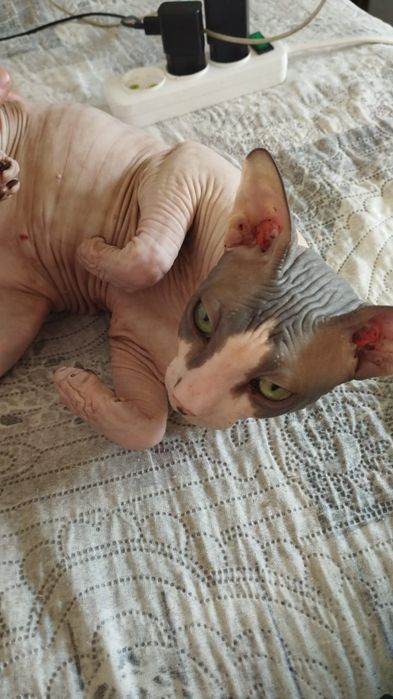 Вязка кота Свинкса