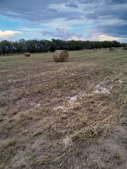 Сено в рулонах качества хорошое