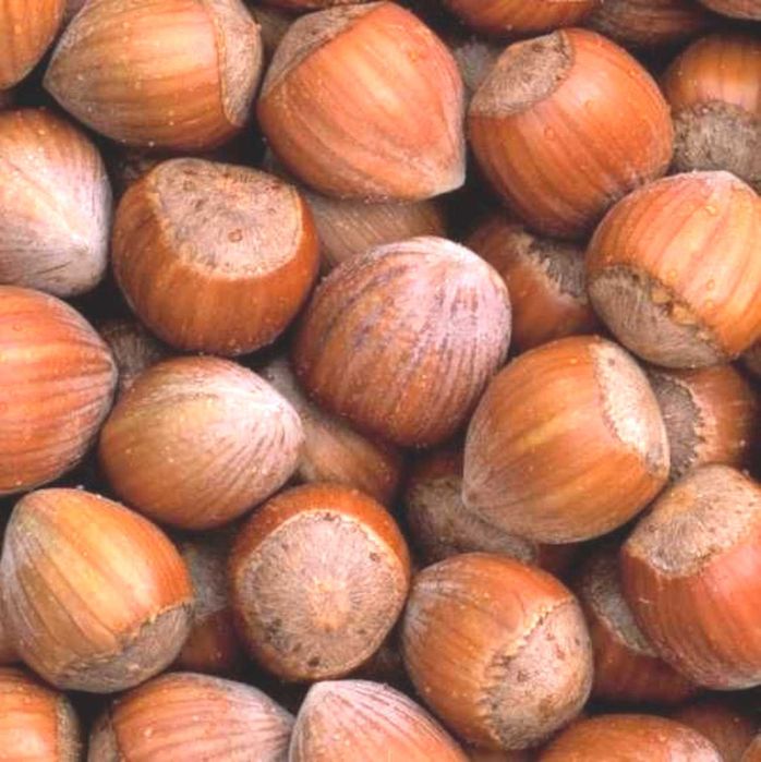 Орехи фундук лещина грецкий