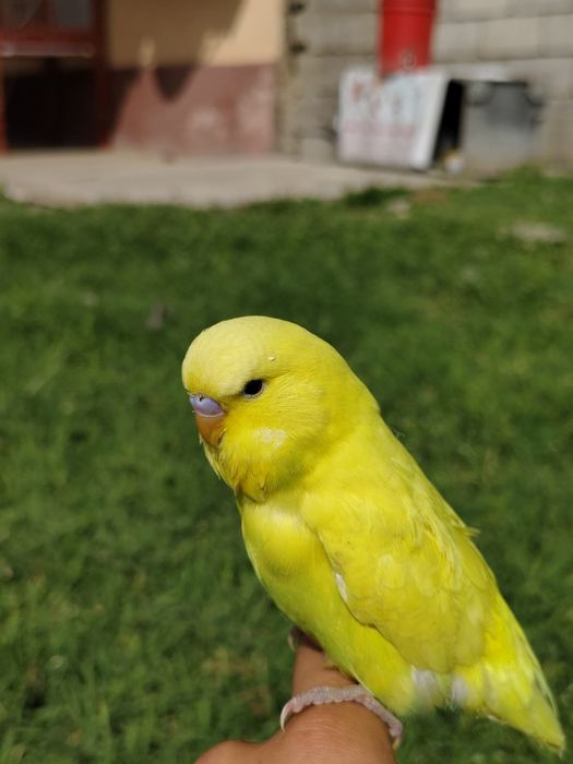 Попугай волнистый