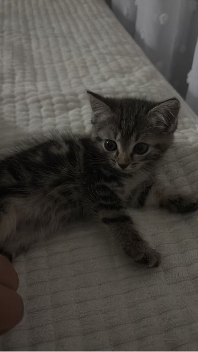 Отдам котенка девочку