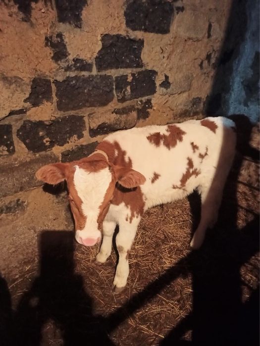 Продам теленка (бычок 2мес )