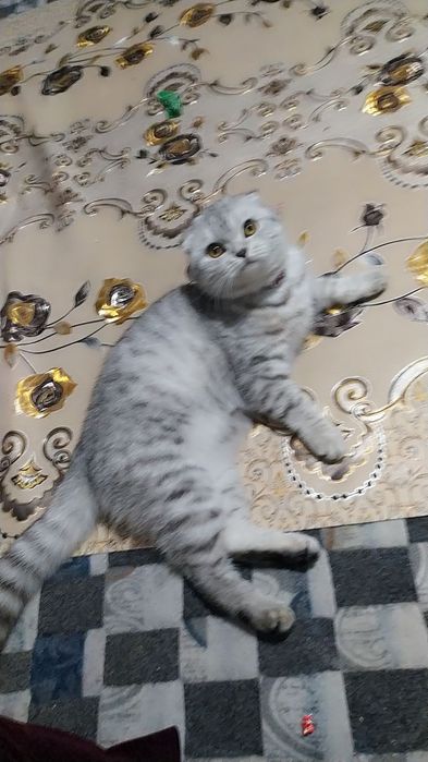 sotiladi mushukchalar kelishilgan narxda