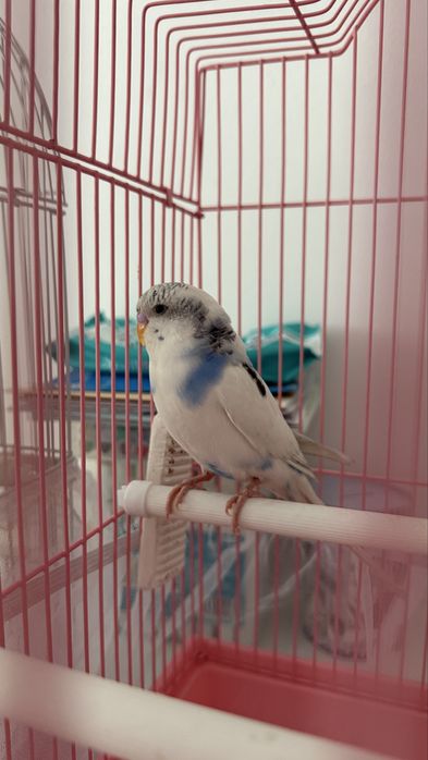 Продам волнистого попугая