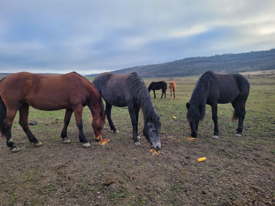 Vând caii mai multe detalii la telefon