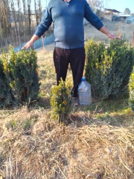 Shamshod manzara uchun