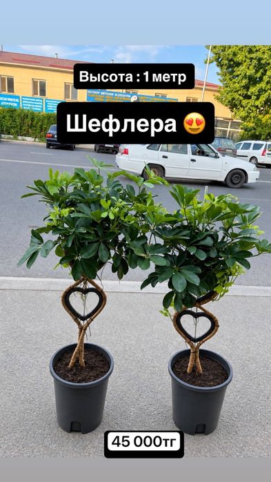 Комнатные деревья для дома и офиса.