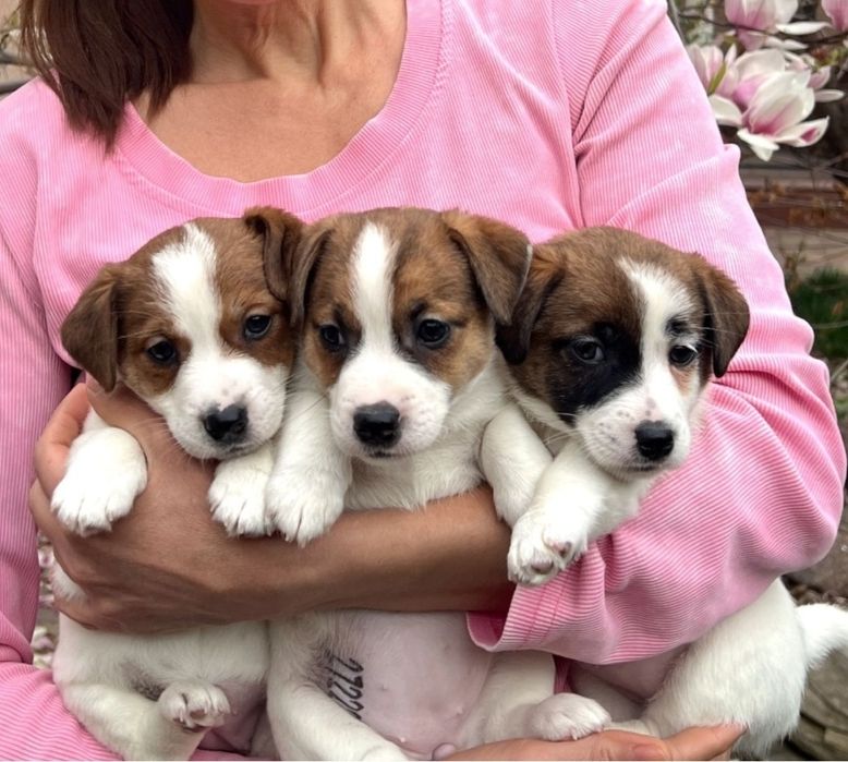 Продаются щенки хорошие