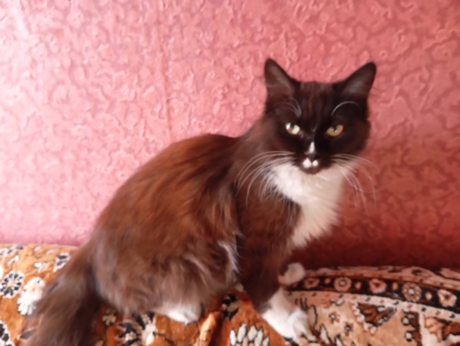 Отдам девочку в добрые руки