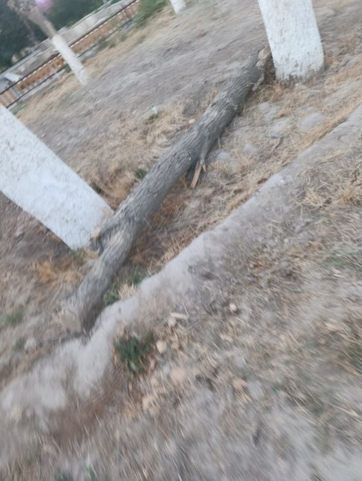katta miqdorda oʻtin sotiladi