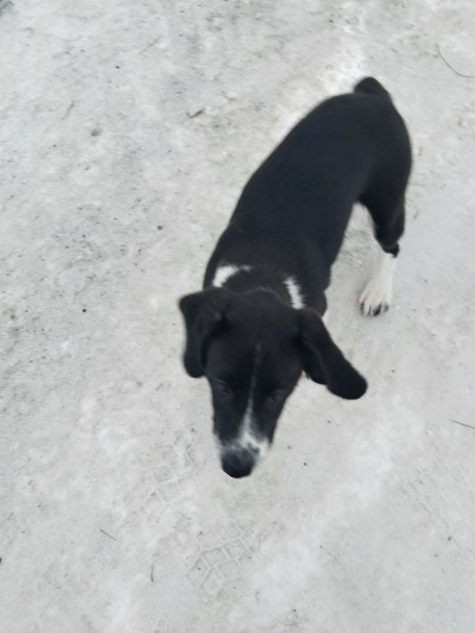 Отдам щенка мальчик