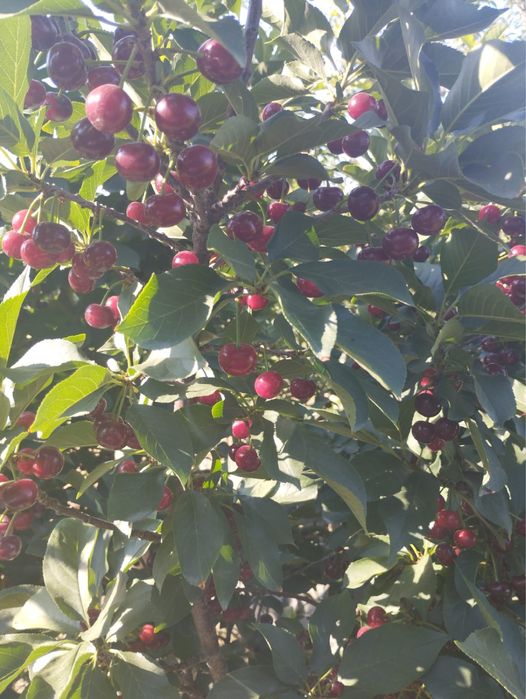 Pomi fructiferi mari ! La ghiveci !