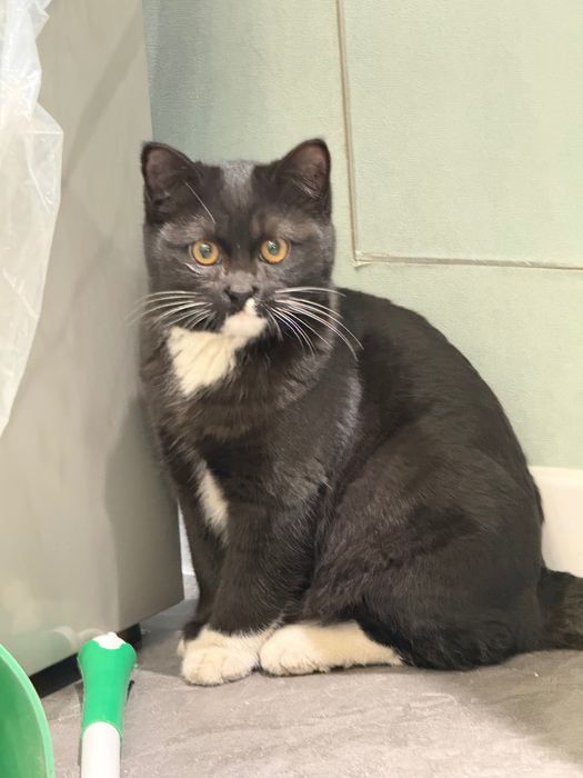 Кот, ~6 месяцев.