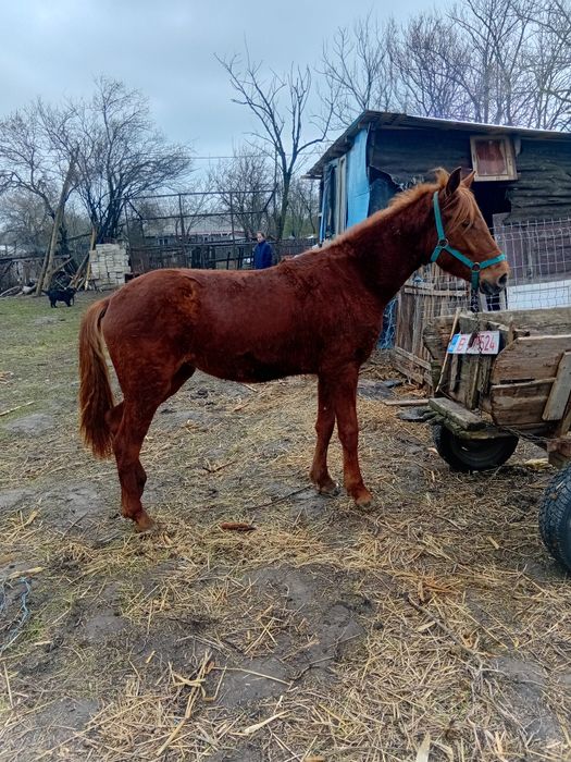Iapă de vanzare are 1 an jumate