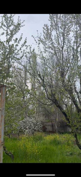 Продаю свою дачу в Паркенте