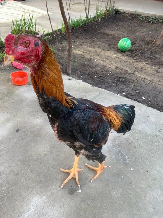 Жожа хороз сотилади срочни