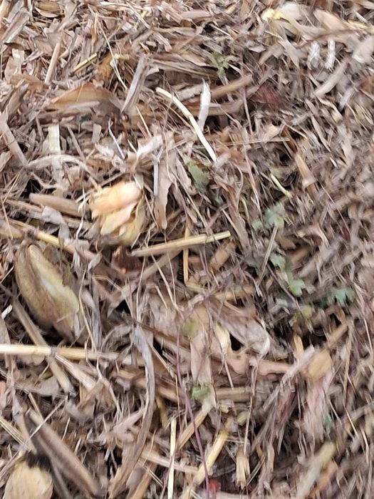 Vnd lucerna fin panusi paie