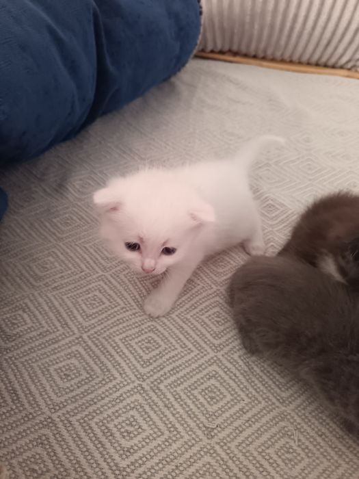 Котята только в добрые руки!