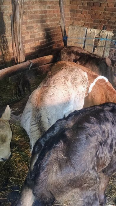 Vând 6 viței de monta