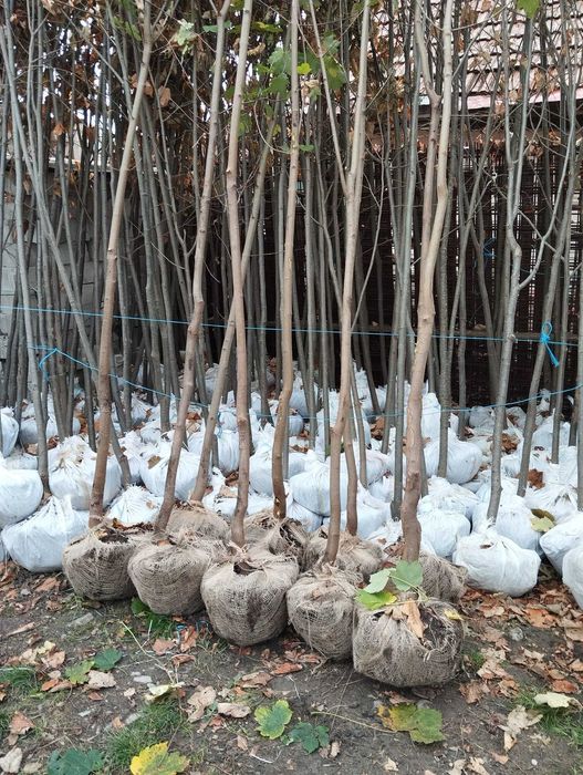 Mesteacan Alb Betula