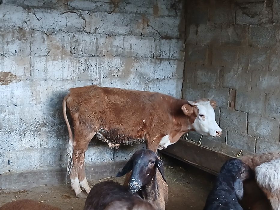 Продам бычка возраст 1 год