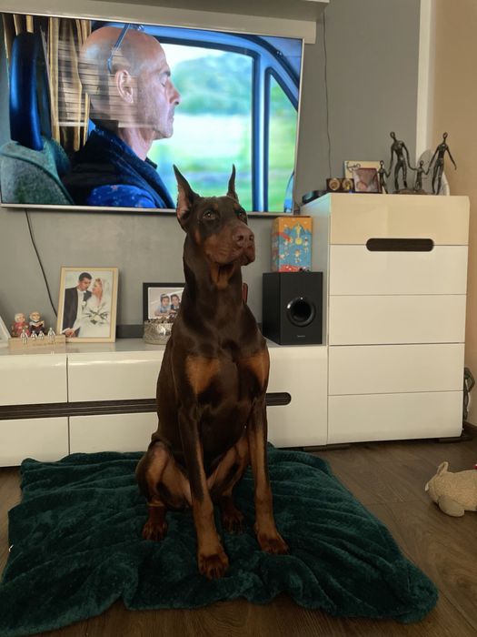 Doberman mascul foarte docil si foarte bun cu copii si alte animale