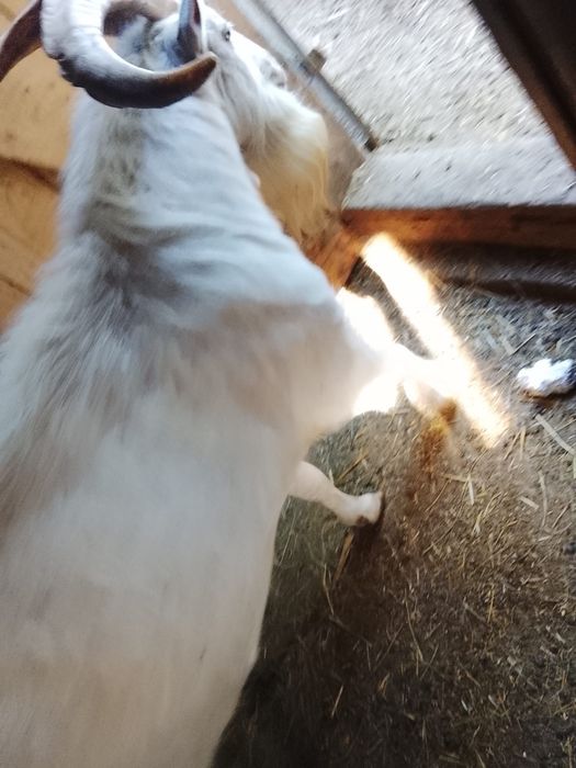 Vând țap sannen de  ,4 anii