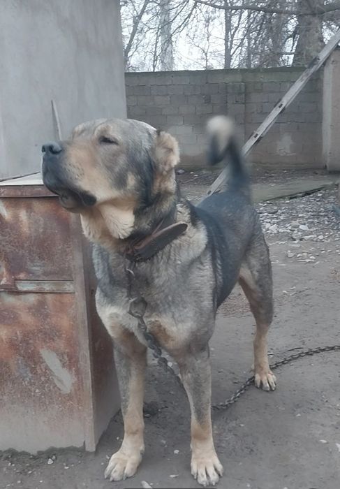 Ит сатылады еркек