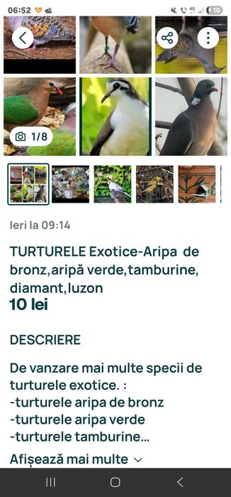 Turturele exotice(Craiova si Arad)