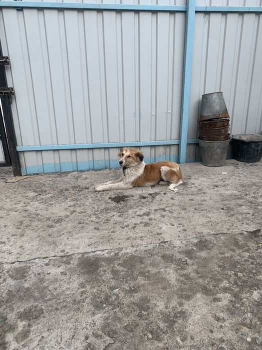 Отдам щенка в хорошие руки