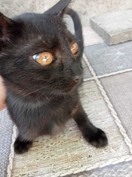 Donez  4 pui de  pisica de aproximativ 2 luni cu mama lor care este și sterilizata