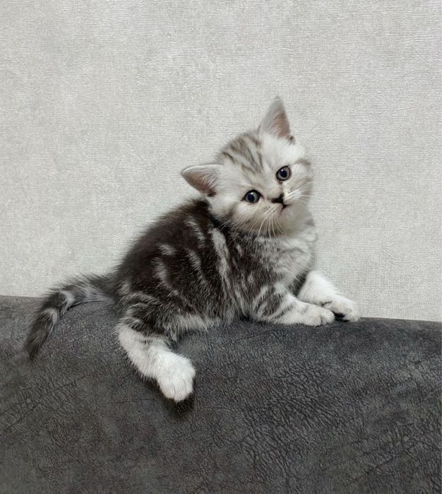 Шотландские мишки