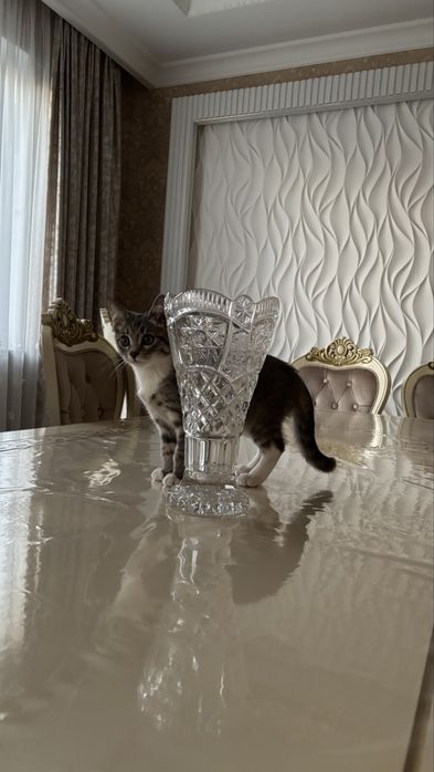 Котенок мальчик шотландская