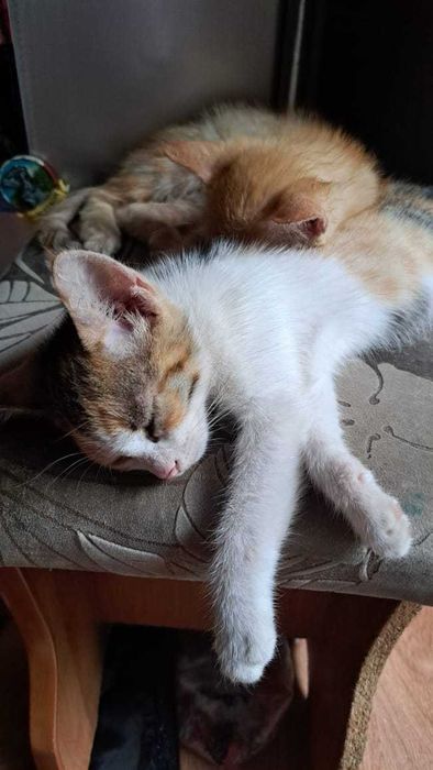Котята ищут добрые руки
